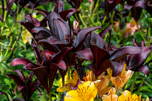Black charm asiatic lily