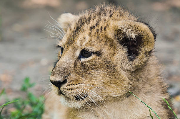 Asiatic lion cub stock photo
