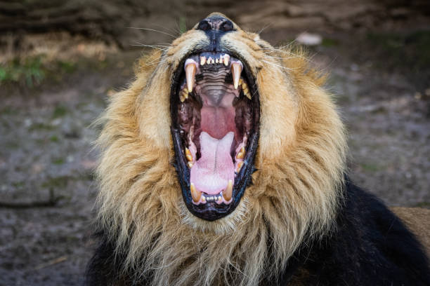 Asiatic lion yawning stock photo