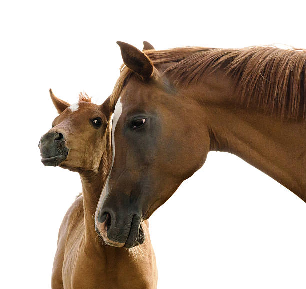 asil arabian foal and mother - isolated on white - foal isolated bildbanksfoton och bilder