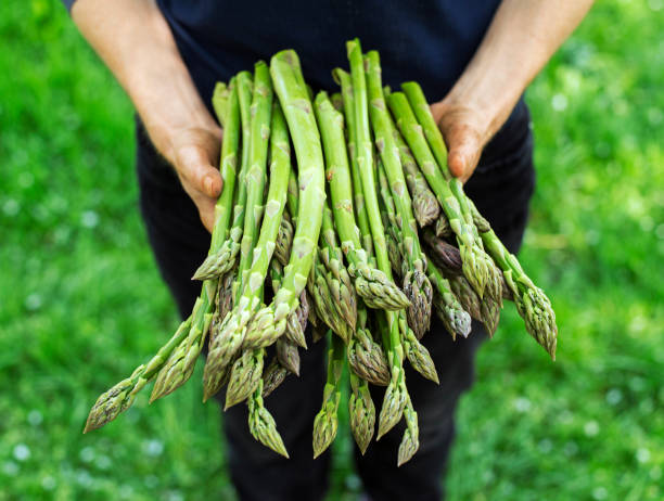 Asparagus Farmer holding freshly picked green asparagus close up asparagus stock pictures, royalty-free photos & images