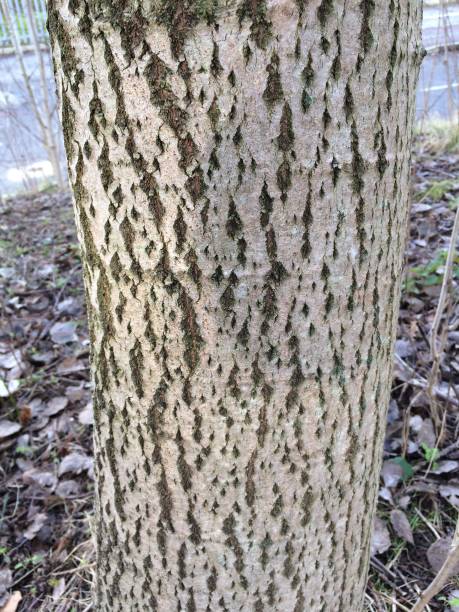 Aspen (Populus tremula) - bark / trunk stock photo