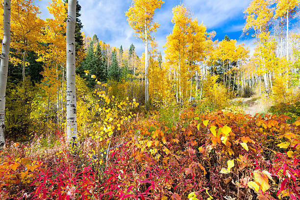 Aspen Forest in New Mexico stock photo