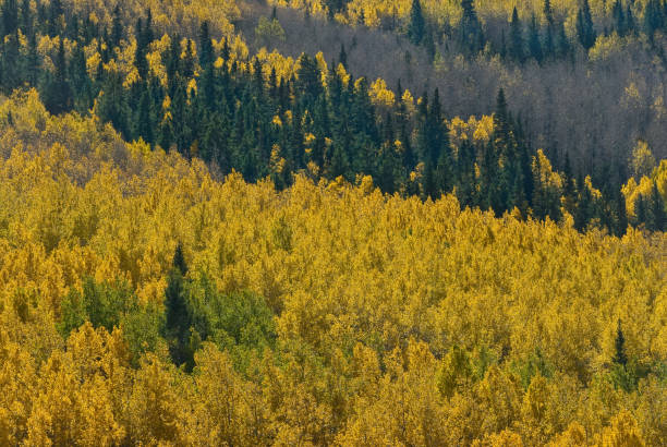 Aspen Grove from Above The Quaking Aspen (Populus tremuloides) gets its name from the way the leaves quake in the wind. The aspens grow in large colonies, often starting from a single seedling and spreading underground only to sprout another tree nearby. For this reason, it is considered to be one of the largest single organisms in nature. During the spring and summer, the aspens use sunlight and chlorophyll to create food necessary for the tree’s growth. In the fall, as the days get shorter and colder, the naturally green chlorophyll breaks down and the leaves stop producing food. Other pigments are now visible, causing the leaves to take on beautiful orange and gold colors. These colors can vary from year to year depending on weather conditions. For instance, when autumn is warm and rainy, the leaves are less colorful. This fall scene of gold colored aspens was photographed by the Inner Basin Trail in Coconino National Forest near Flagstaff, Arizona, USA. jeff goulden aspen stock pictures, royalty-free photos & images