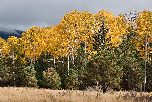 Aspen Grove in the Fall The Quaking Aspen (Populus tremuloides) gets its name from the way the leaves quake in the wind. The aspen grows in large colonies, often starting from a single seedling and spreading underground only to sprout another tree nearby. For this reason it is considered to be one of the largest single organisms in nature. This fall scene of gold colored aspens was photographed by Aspen Corner in the Coconino National Forest near Flagstaff, Arizona, USA. jeff goulden aspen stock pictures, royalty-free photos & images