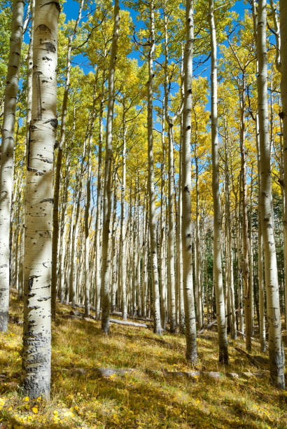 Aspen Grove The Quaking Aspen (Populus tremuloides) gets its name from the way the leaves quake in the wind. The aspens grow in large colonies, often starting from a single seedling and spreading underground only to sprout another tree nearby. For this reason, it is considered to be one of the largest single organisms in nature. During the spring and summer, the aspens use sunlight and chlorophyll to create food necessary for the tree’s growth. In the fall, as the days get shorter and colder, the naturally green chlorophyll breaks down and the leaves stop producing food. Other pigments are now visible, causing the leaves to take on beautiful orange and gold colors. These colors can vary from year to year depending on weather conditions. For instance, when autumn is warm and rainy, the leaves are less colorful. This fall scene of gold colored aspens was photographed by the Inner Basin Trail in Coconino National Forest near Flagstaff, Arizona, USA. jeff goulden aspen stock pictures, royalty-free photos & images
