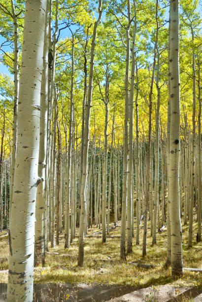 Aspen Grove The Quaking Aspen (Populus tremuloides) gets its name from the way the leaves quake in the wind. The aspens grow in large colonies, often starting from a single seedling and spreading underground only to sprout another tree nearby. For this reason, it is considered to be one of the largest single organisms in nature. During the spring and summer, the aspens use sunlight and chlorophyll to create food necessary for the tree’s growth. In the fall, as the days get shorter and colder, the naturally green chlorophyll breaks down and the leaves stop producing food. Other pigments are now visible, causing the leaves to take on beautiful orange and gold colors. These colors can vary from year to year depending on weather conditions. For instance, when autumn is warm and rainy, the leaves are less colorful. This fall scene of gold colored aspens was photographed by the Inner Basin Trail in Coconino National Forest near Flagstaff, Arizona, USA. jeff goulden aspen stock pictures, royalty-free photos & images