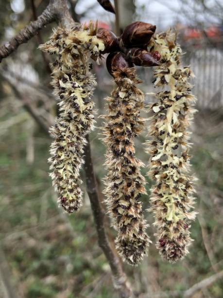 Aspen (Populus tremula) - male flowers / catkins stock photo