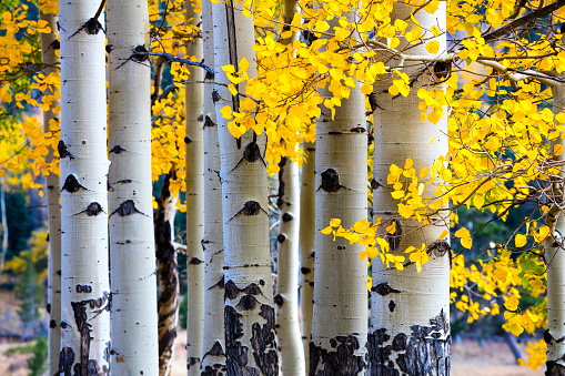 Aspen trees in the Rocky Mountain National Park during the fall.