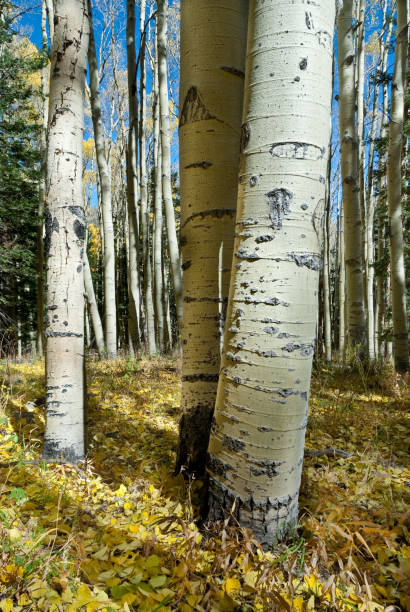 Aspen Tree Trunks The Quaking Aspen (Populus tremuloides) gets its name from the way the leaves quake in the wind. The aspens grow in large colonies, often starting from a single seedling and spreading underground only to sprout another tree nearby. For this reason, it is considered to be one of the largest single organisms in nature. During the spring and summer, the aspens use sunlight and chlorophyll to create food necessary for the tree’s growth. In the fall, as the days get shorter and colder, the naturally green chlorophyll breaks down and the leaves stop producing food. Other pigments are now visible, causing the leaves to take on beautiful orange and gold colors. These colors can vary from year to year depending on weather conditions. For instance, when autumn is warm and rainy, the leaves are less colorful. This fall scene of gold colored aspens was photographed by the Inner Basin Trail in Coconino National Forest near Flagstaff, Arizona, USA. jeff goulden aspen stock pictures, royalty-free photos & images