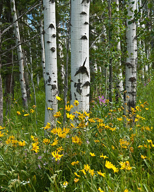 Aspen Trees and Wildflowers Summer is a time of brilliant color in the mountains. Meadows and woods are carpeted with a variety of wildflowers. This photograph of a yellow member of the daisy family in a grove of aspen trees was taken along the Coyote Rock Trail in Grand Teton National Park, Wyoming, USA. jeff goulden aspen stock pictures, royalty-free photos & images