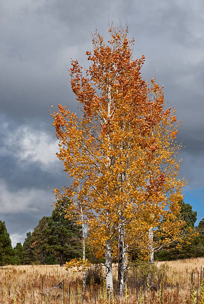 Aspen Trees in the Fall The Quaking Aspen (Populus tremuloides) gets its name from the way the leaves quake in the wind. The aspen grows in large colonies, often starting from a single seedling and spreading underground only to sprout another tree nearby. For this reason it is considered to be one of the largest single organisms in nature. This fall scene of gold colored aspens was photographed by Aspen Corner in the Coconino National Forest near Flagstaff, Arizona, USA. jeff goulden aspen stock pictures, royalty-free photos & images