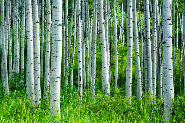 Aspen Trees Summer Forest Aspen Trees Summer Forest - Peaceful meadow with lush green foliage and aspen trees. aspen tree stock pictures, royalty-free photos & images