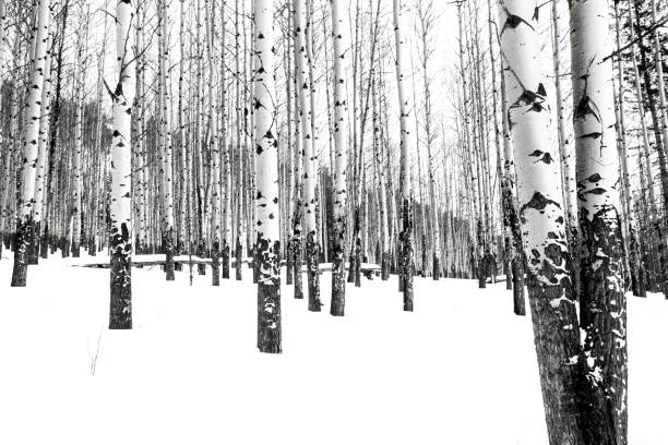 Aspens in winter A black and white of an aspen forest in winter  in Banff National Park aspen tree stock pictures, royalty-free photos & images
