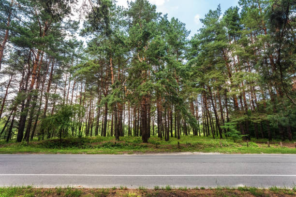 Asphalt road and forest, side view stock photo