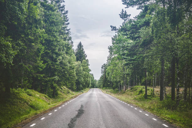 Asphalt road in a forest stock photo