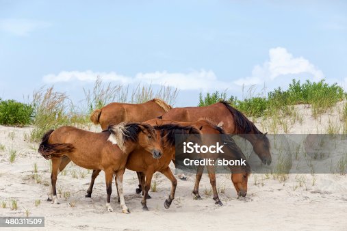 istock Assateague Wild Ponies on the Beach 480311509