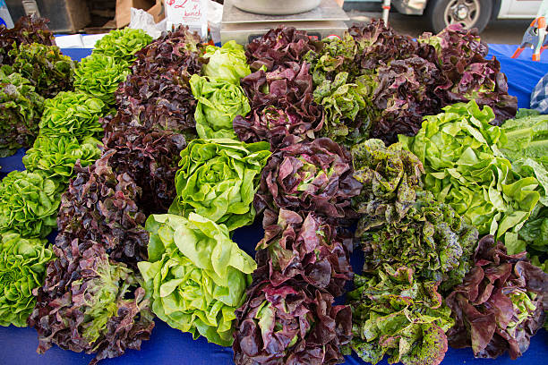 Assorted Lettuce At Farmers Market stock photo