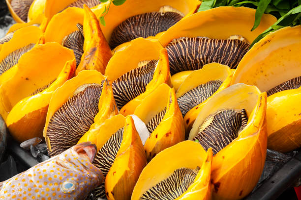 Assortment of Melo melo, seafood Assortment of Melo melo, bailer shell. It is a very large sea snail, a marine gastropod mollusc. The main Fish market of Kota Kinabalu, Malaysia kota rajasthan stock pictures, royalty-free photos & images