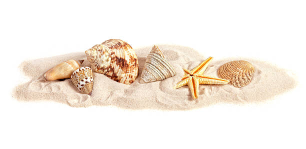 Assortment of seashells on small strip of sand, white background stock photo