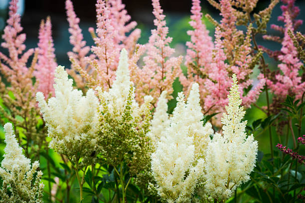 Astilbe flowers growing in the garden stock photo