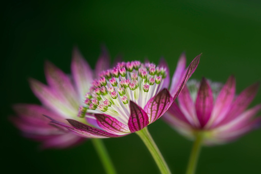 Astrantia flower beautiful floral from sweden nature