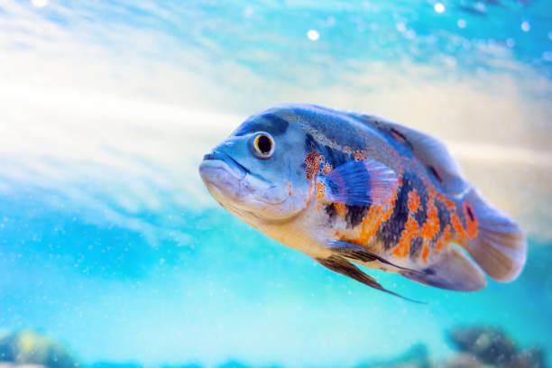 Astronotus ocellatus is a popular aquarium fish in the cichlid family stock photo