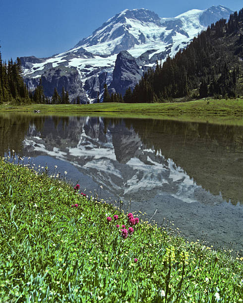 Mount Rainier Reflected in an Alpine Lake At 14,410' above sea level, Mount Rainier dominates the landscape of the Puget Sound region. Mount Rainier is the highest point in Washington State and is also the most glaciated mountain in the continental United States. This picture of Mount Rainier reflected in an alpine lake was taken from Klapatche Park in Mount Rainier National Park, Washington State, USA. jeff goulden mount rainier national park stock pictures, royalty-free photos & images