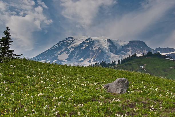 Mount Rainier and Edith Basin Meadows At 14,410' above sea level, Mount Rainier dominates the landscape of the Puget Sound region. Mount Rainier is the highest point in Washington State and is also the most glaciated mountain in the continental United States. This picture was taken from Edith Basin near Paradise in Mount Rainier National Park, Washington State, USA. jeff goulden wildflower stock pictures, royalty-free photos & images