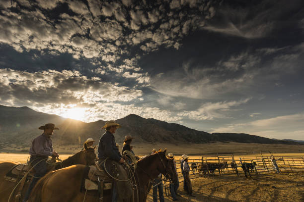 At sunrise, a group of cowboys and a cowgirl are ready to start their work day. Visible cattle in the background. Travel and real people photography. rancher stock pictures, royalty-free photos & images