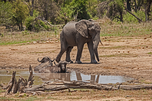 Two old Cape Buffalo (Syncerus caffer) bulls take  a mudbath with African Elephant (Loxodonta africana) looking on