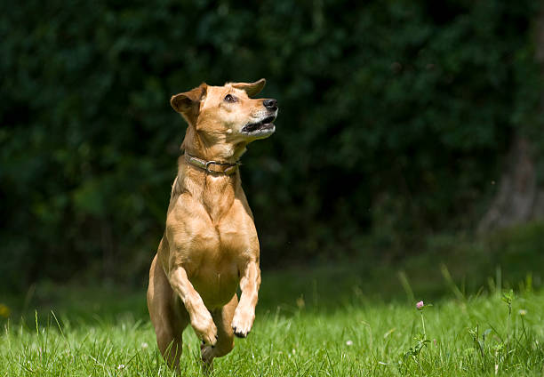 athletic alert brown dog stock photo