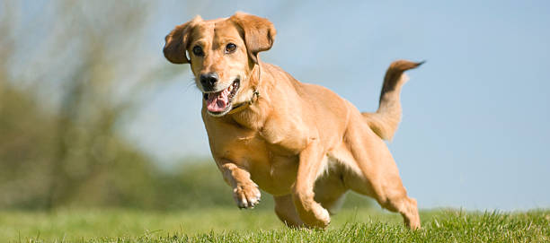 athletic dog stock photo