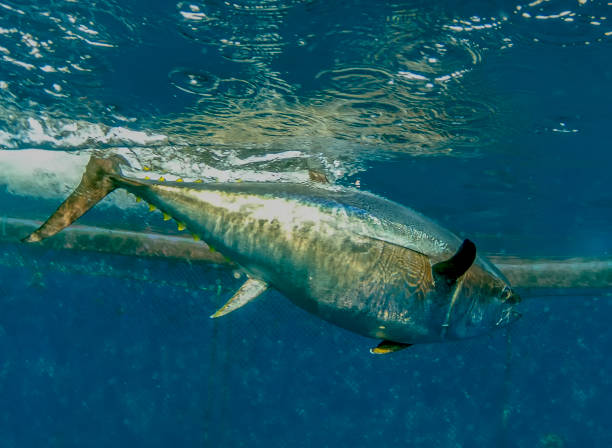 Atlantic Bluefin Tuna (Thunnus thynnus) stock photo