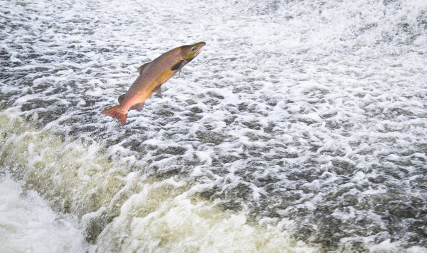 An Atlantic salmon jumps out of the water at the Shrewsbury Weir on...