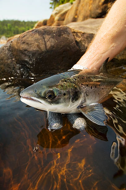 Atlantic Salmon stock photo