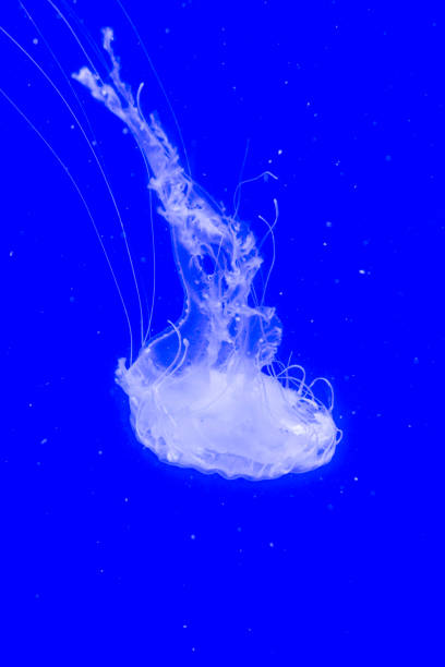 l'ortica marina atlantica nuota nell'acqua blu - meduza foto e immagini stock