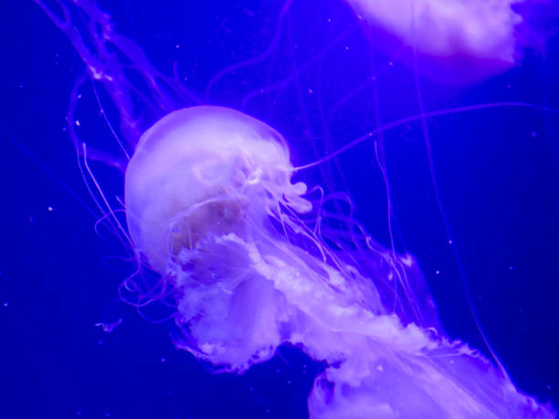 l'ortica marina atlantica nuota nell'acqua blu - meduza foto e immagini stock