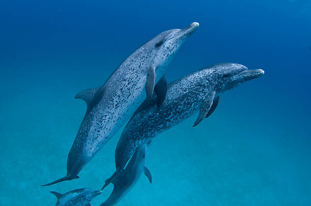 Atlantic spotted dolphins stock photo