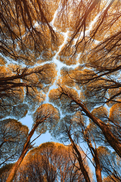 Atmospheric autumn landscape. A bottom-up view of the crowns of the branches of yellow autumn trees. Background of the top of the forest stock photo
