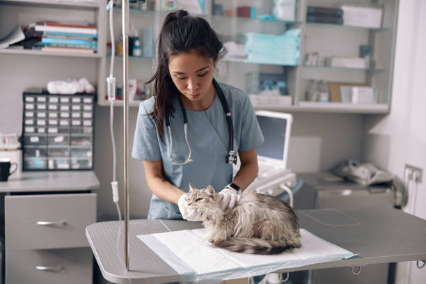 Attentive Asian lady veterinarian examines fluffy grey cat on table stock photo