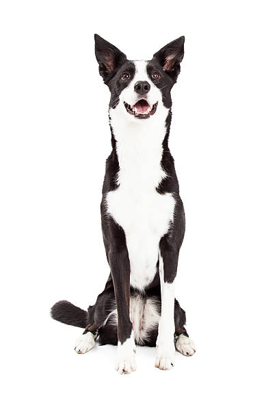 Short Haired Border Collie Stock Photos Pictures Royalty Free