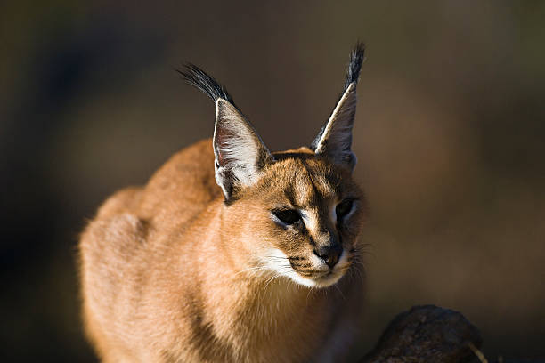 Attentive Caracal Cat stock photo