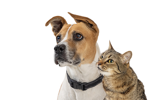 Closeup of pet dog and cat together looking in same direction with focused attentive expressions over white background