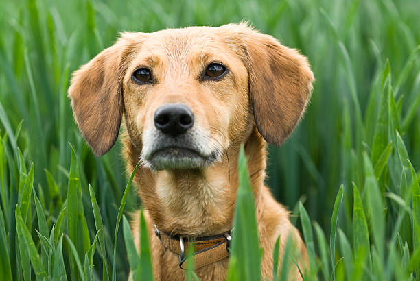 Attentive golden dog stock photo