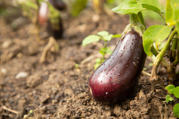Aubergine growing in farm. Close-up of ripe aubergine in farm. eggplant stock pictures, royalty-free photos & images