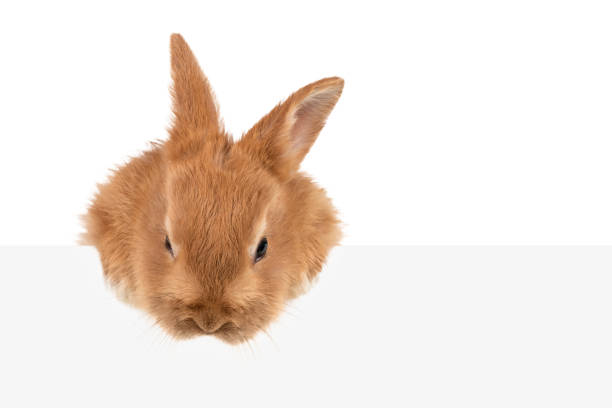 auburn kanin kikar ut ur styrelsen - dwarf rabbit isolated bildbanksfoton och bilder