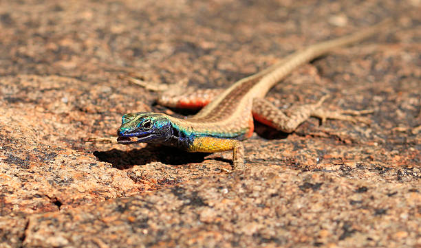 Augrabies flat lizard This flat lizard only lives in the Northern Cape from Pella to Augrabies National Park. Around the Augrabies Falls and Echo corner it hides between the small crevices of the cracked granite boulders. During the day they bask in the ample sunlight and often males would flash their beautiful coloured bellies to discourage rival males off their small rock-top territory. Females are duller in colour.  augrabies falls national park stock pictures, royalty-free photos & images