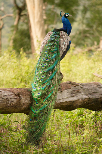 Beautiful and majestic National bird of India, a male Indian peafowl full frame