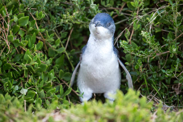 Australia: Fairy Penguin stock photo